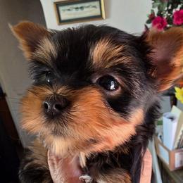 Kai - Blue and gold female Yorkshire Terrier puppy in Burley, Idaho from Aspen Yorkies