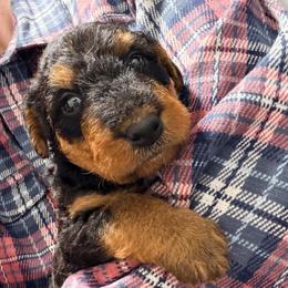 Miss Yellow - Black and tan female Airedale Terrier puppy in Mooresville, North Carolina from Farm 55