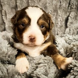 Australian Shepherd Puppies from Lost Coast Aussies