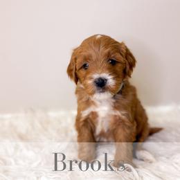 Brooks - Red  male Goldendoodle puppy in Melba, Idaho from KZ Doodles