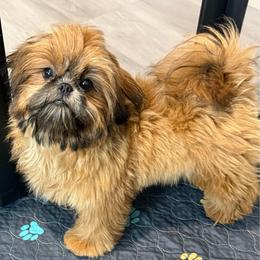 Ravishing Ruby - Red female Shih Tzu puppy in Scottsdale, Arizona from 🌗 New Moon Shih Tzu 🌗