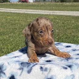 Easter - Dapple male Dachshund puppy in Oklahoma from Rockin’ S Kennel