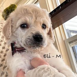 Eli - Cream male Poodle puppy in Greenwich, New York from MizzElle’s Standard Poodles