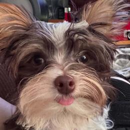 Yorkshire Terrier puppies from Thankuyorkies