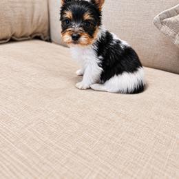 Yorkshire Terrier Puppies from Kashmir Yorkies