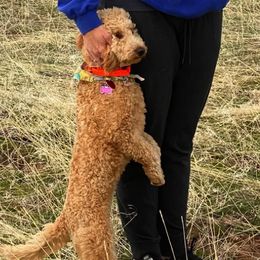 Goldendoodles from Yankee Doodles
