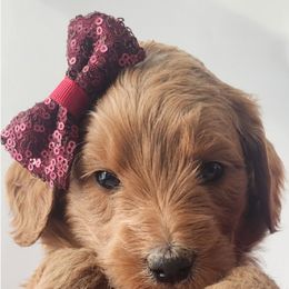 Goldendoodle puppies from Only Doodles!