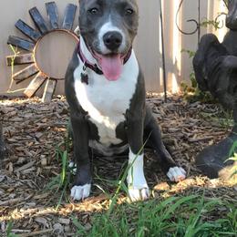 American Bully Puppies from Don't Ya Know Mn Bullies