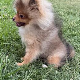 Jingle - Red sable male Pomeranian puppy in Orange Grove, Texas from Davis Poms