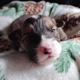 Red collar - Sable male Pembroke Welsh Corgi puppy in Yelm, Washington from Tolbolton Creek Corgis