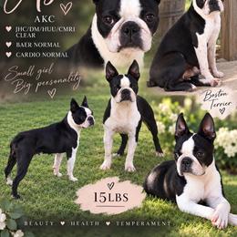 Asia - Boston Terrier