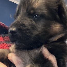 Our Blue - Black and red male German Shepherd puppy in Kansas, Ottawa, Kansas from Import German Shepherds of Kansas