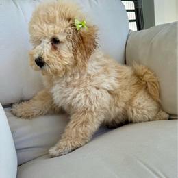 Snuggly Sis' - Light Green - Girl - Yellow and white female Bernedoodle puppy in South Jordan, Utah from Ellas.Pups (Bernedoodles & Cavapoos)