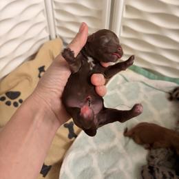 Chocolate - Chocolate female Goldendoodle puppy in Point, Texas from Tiny Paws Goldendoodles