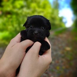 Companion Cross, Mal-Shi, Maltese, Maltipoo, Morkie, and Shih Tzu Puppies from Seeking Shalom Acres Maltese, Maltipoos & Havamalts