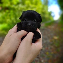 Companion Cross, Mal-Shi, Maltese, Maltipoo, Morkie, and Shih Tzu Puppies from Seeking Shalom Acres Maltese, Maltipoos & Havamalts