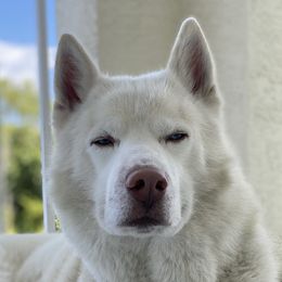 Bear - Siberian Husky
