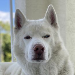 Bear - Siberian Husky