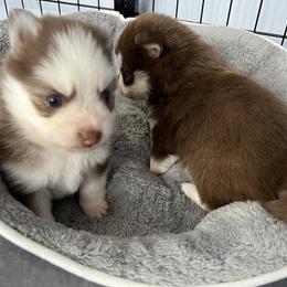 Pomsky Puppies from Peekaboo Pomskies