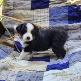 Sabrina - Black tri female Miniature Australian Shepherd puppy in G AI Nesboro, Tennessee from Family Tradition