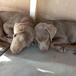 Dilute Retrievers from Silver Lace Labs