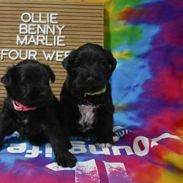 Miniature Schnauzers from Surely Blessed Mini Schnauzers