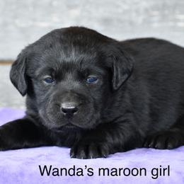 Maroon female - Black female Labrador Retriever puppy in Mississippi from Sure Shot English Labs