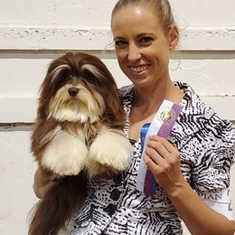 Mocha - Havanese