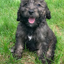 Bernedoodle and Goldendoodle Puppies from Country View Bernedoodles and Goldendoodles