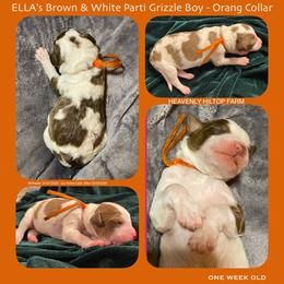 Brown and White Parti Grizzle - Orange Collar Boy - Parti male Poodle puppy in Charlo, Montana from Heavenly Hilltop Farm