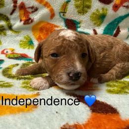 Independence - Red  male Poodle puppy in Greensburg, Kentucky from Doodle Me Crazy