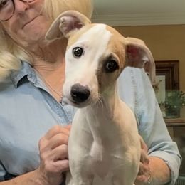 Whippets from Kathy Rasmussen