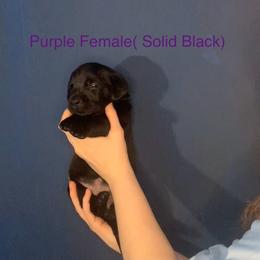 Labrador Retriever Puppies from Shadows Lovely Kennel