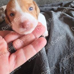 Dwight - Piebald male Dachshund puppy in Blanchard, Oklahoma from Dusty Road Doxies