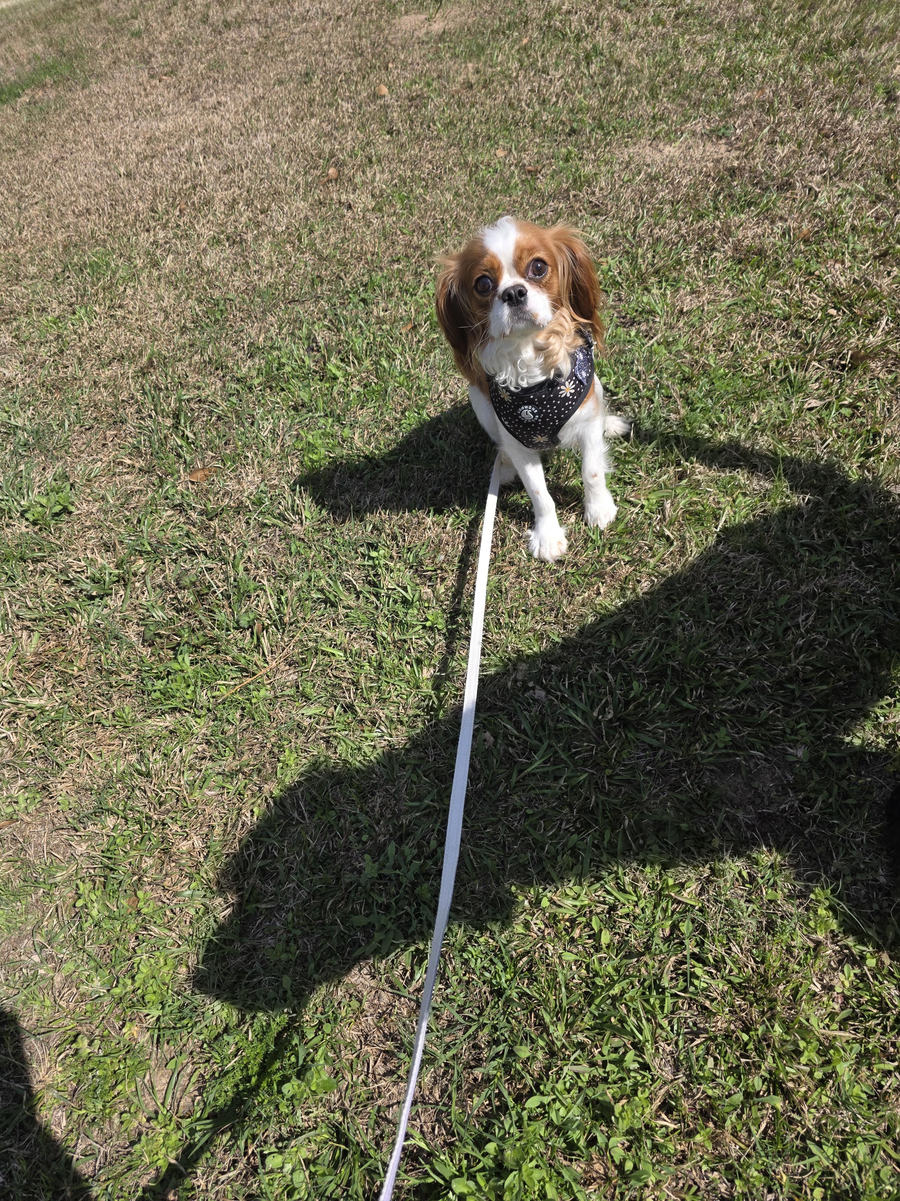 Millie