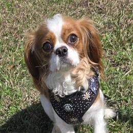 Millie - Cavalier King Charles Spaniel