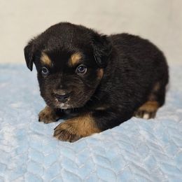Noah - Black tri-color male Australian Shepherd puppy in Owensboro, Kentucky from JnT's Bluegrass Mini Aussies