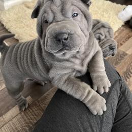 Chinese Shar-Pei Puppies from Amy Mahaffey's Chinese Shar-Pei