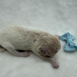 Jax - Parti male Maltipoo puppy in Turlock, California from 209PuppiesCaliforniaMaltipoo