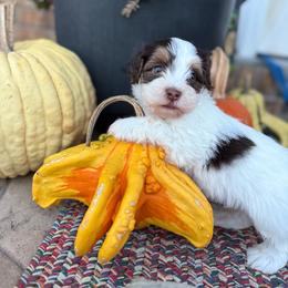 (Grain) Carter - Chocolate male Havanese puppy in Reese, Michigan from Windy Hill Havanese