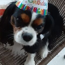 Cavalier King Charles Spaniels from Nancy Brann's Cavaliers