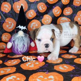 Chic - Red and white female Bulldog puppy in Hillsdale County, Michigan from KZ Bullies LLC