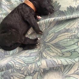 Bada Bing - Blue male Bedlington Terrier puppy in San Jose, California from Barbos Heart