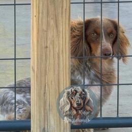 Dash - Piebald male Dachshund puppy in Adamsville, Tennessee from Shiloh Ridge Dachshunds