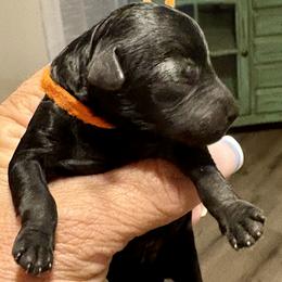 Idris - Black male Poodle puppy in Carrollton, Georgia from Dande Poodles, LLC