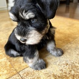 Miniature Schnauzer Puppies from Schnauzers Mini Angeles