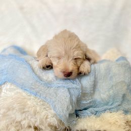 Labradoodle Puppies from Raising Doodles