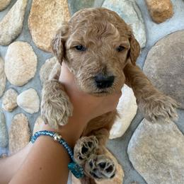 Yellow - Female - Red  female Goldendoodle puppy in Kent City, Michigan from Hannah Mae Doodles