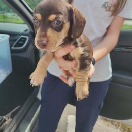 Boy 1 - Chocolate and cream male Dachshund puppy in Lexington, Kentucky from The Wienery