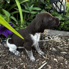 German Shorthaired Pointer Puppies from Justin Anderson